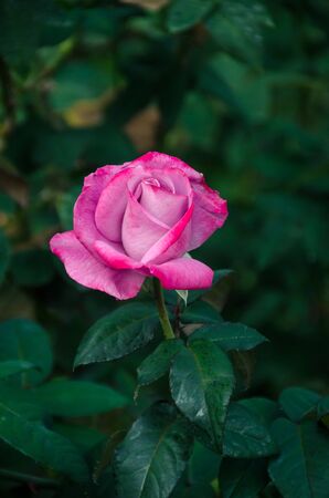 Soft focus beautiful pink rose with blur nature background, Thailandの写真素材