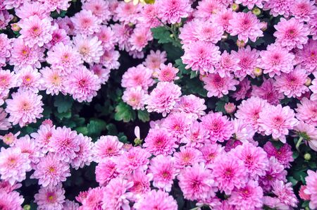 Close up photo of a bunch of chrysanthemum flowers with yellow centers and white tips on their...