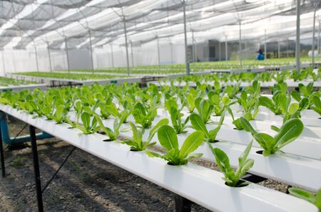 Growing vegetables in a greenhouse. Plantations of green salad. Hydroponics method of growing plants using mineral nutrient solutions, in water, without soil. Close up planting hand Hydroponics plantの写真素材