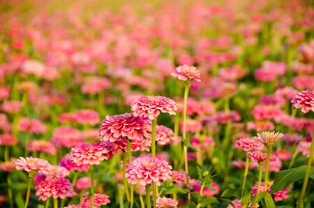Zinnia colorful flower (Scientific name : Zinnia violacea Cav.) season of The Dhammakaya Temple, Wat Phra Dhammakaya, Pathum Thani, Thailandの写真素材
