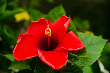 Beautiful red hibiscus flower (Hibiscus rosa sinensis) on green nature background. Karkade in the tropical garden. Hibiscus flower Jaswand Plant. Tropical Hawaiian Hibiscus flowerの写真素材