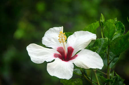 Beautiful white big hibiscus flower (Hibiscus rosa sinensis) on green nature background. Karkade in the tropical garden. Hibiscus flower Jaswand Plant. Tropical Hawaiian Hibiscus flowerの写真素材