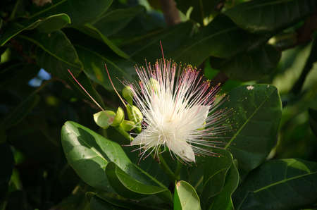 Barringtonia flower also known as fish poison tree, putat or sea poison tree. Barringtonia is a...