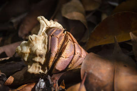 Hermit crab (lat. Paguroidea)  walking on dry leaves with sunrise, lipe. Thailand