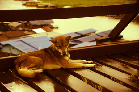 A dog sleeps on a wooden bridge , old film tone, Wooden Mon Bridge, Thailand