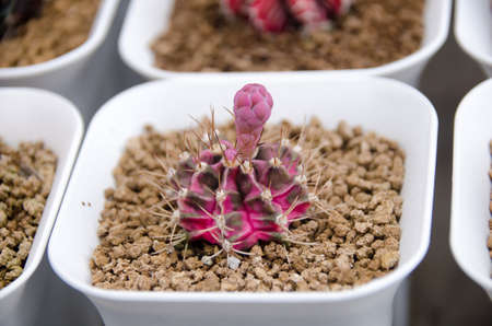 Colorful of beautiful cactus or succulents in the pot pattern background. This plant used for...