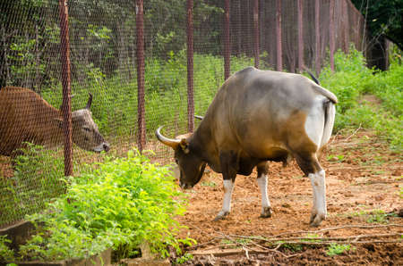 Bos javanicus, cow, Banteng, southeast Asia wild life animal in Thailand forest