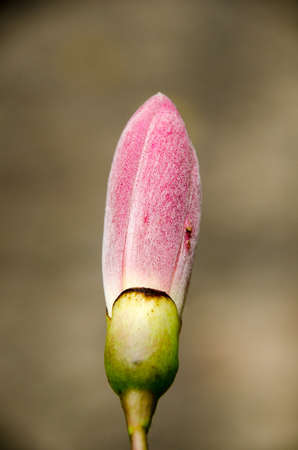 Floss Silk flower hang on tree at the park with sunny and blur background.public park, Thailandの写真素材