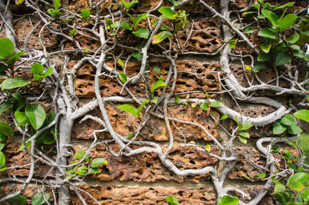 Red distressed wall covered in ivy in texture pattern backgroundの写真素材