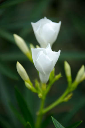 Blooming white oleander flowers or nerium in garden. Selective focus. Blossom spring. Jatujak park, Bangkok, Thailandの写真素材