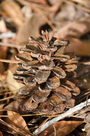 Pine cone on the ground in the forest. Thailand