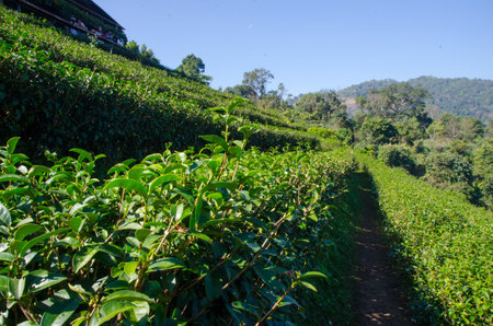 Green tea, Tea plantations, Tea leave in the field