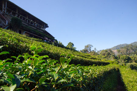 Green tea, Tea plantations, Tea leave in the fieldの写真素材