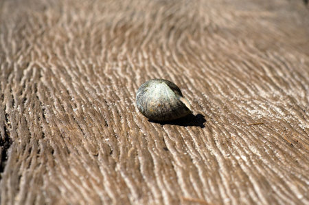 Hermit crab (lat. Paguroidea)  walking on wood tableÂ with sunrise, lipe. Thailandの写真素材
