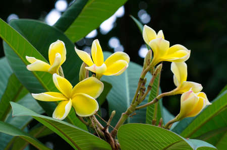 Soft focus ofÂ Plumeria flowerÂ with green background.