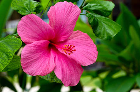 Bright pink flower of hibiscus (Hibiscus rosa sinensis) on green background. Karkade native to...