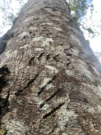 The bear 's nail mark on the tree, Bear nails on the tree trace, forest in Thailandの写真素材