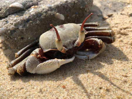 Ghost crab at sunset on the sand beach, Songkhla, Thailand