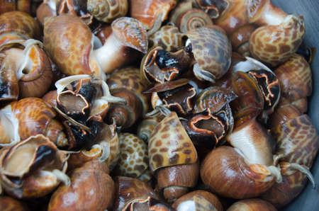 Fresh spotted babylon in fresh market, Areola babylon or Babylonia areolata. Lipe island, Thailandの写真素材
