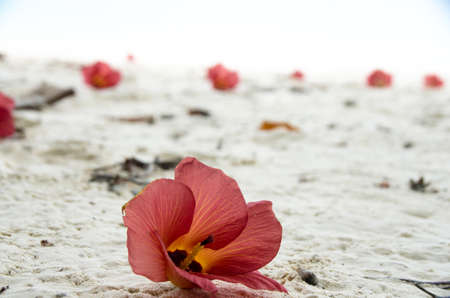 Fallen flowers of Hibiscus Tiliaceus or Sea hibiscus, (beach hibiscus, coast hibiscus, coastal cottonwood) on the white sand. Lipe, Thailand.の写真素材