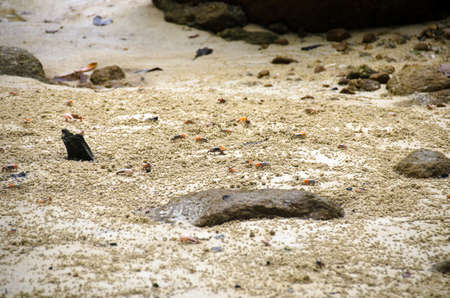 Fiddler crab is on tidal flat mangrove area, Thailand.の写真素材