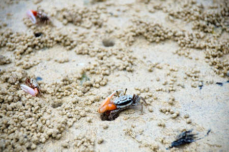Fiddler crab is on tidal flat mangrove area, Thailand.の写真素材