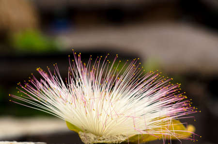 Barringtonia flower also known as fish poison tree, putat or sea poison tree. Barringtonia is a widespread tree in coastal areas in India, Africa, Asia, Melanesia and the West Indiesの写真素材