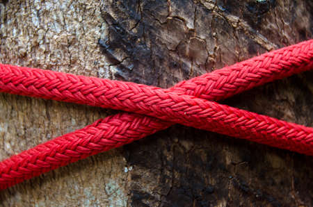 A rope around the trunk of a tree, a rope with a knot around the tree. Macro climbing on a red ropeの写真素材