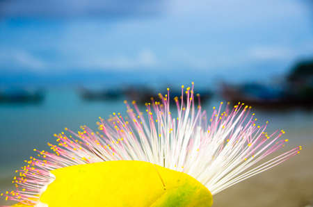 Barringtonia flower also known as fish poison tree, putat or sea poison tree. Barringtonia is a widespread tree in coastal areas in India, Africa, Asia, Melanesia and the West Indiesの写真素材