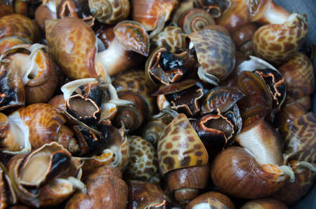 Fresh spotted babylon in fresh market, Areola babylon or Babylonia areolata. Lipe island, Thailandの写真素材