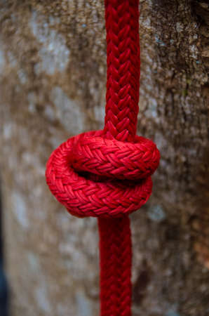 A rope around the trunk of a tree, a rope with a knot around the tree. Macro climbing on a red ropeの写真素材
