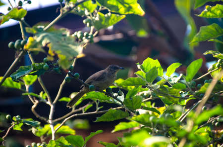 Pycnonotus striatus(bul bul) eats  green Turkey berry on three in the garden, Thailandの写真素材