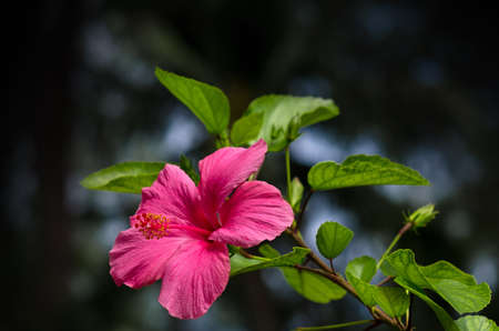 Beautiful red hibiscus flower (Hibiscus rosa sinensis) on dark nature background. Karkade in the tropical garden. Hibiscus flower Jaswand Plant. Tropical Hawaiian Hibiscus flowerの写真素材