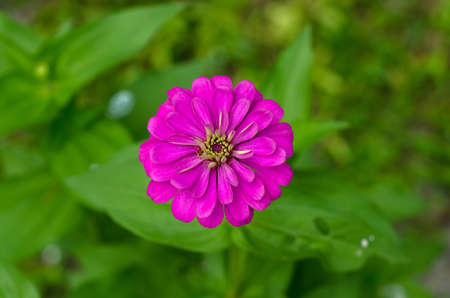 Zinnia colorful flower (Scientific name : Zinnia violacea Cav.) season ofÂ The Dhammakaya Temple,Â Wat Phra DhammakayaÂ Pathum ThaniÂ Thailandの写真素材