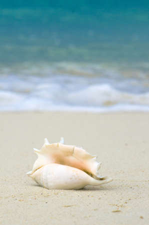 Pretty conch shell on tropical beach. Vertical photo. Summer Beach. Holidays and vacations concept. Relax and spa concept. Copy space.の写真素材