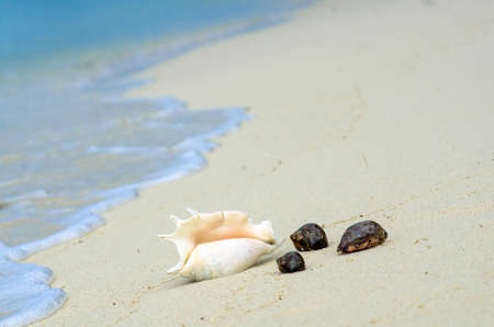 Pretty conch shell on tropical beach. Vertical photo. Summer Beach. Holidays and vacations concept. Relax and spa concept. Copy space.の写真素材