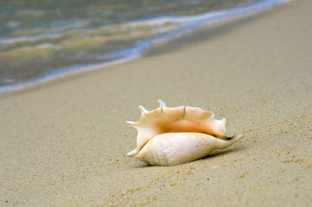 Pretty conch shell on tropical beach. Vertical photo. Summer Beach. Holidays and vacations concept.の写真素材