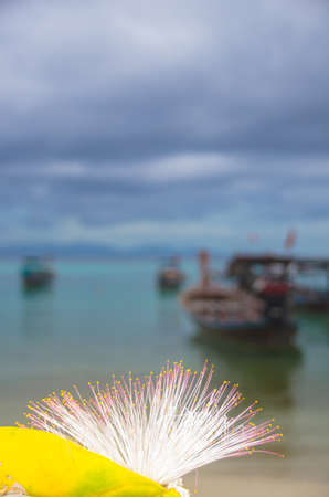 Barringtonia flower also known as fish poison tree, putat or sea poison tree. Barringtonia is a widespread tree in coastal areas in India, Africa, Asia, Melanesia and the West Indiesの写真素材