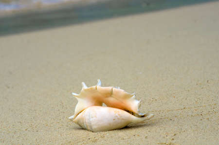 Pretty conch shell on tropical beach. Vertical photo. Summer Beach. Holidays and vacations concept. Relax and spa concept. Copy space. Travel and summer backgrounds. Stories of . Tourism.の写真素材