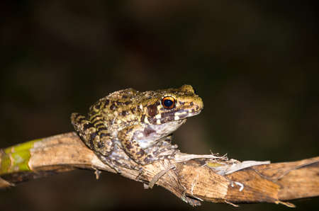 Frog is on the branches to catch insects at night.の写真素材