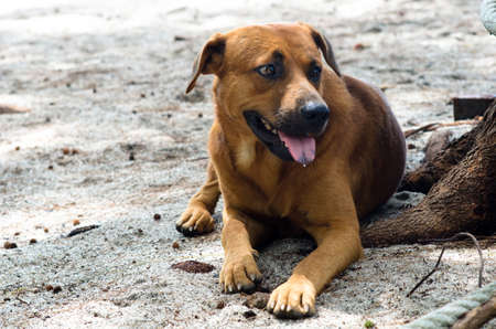 Dogs is relaxing on the sand under the tree at the beach.( Lipe Satun, Thailand)の写真素材