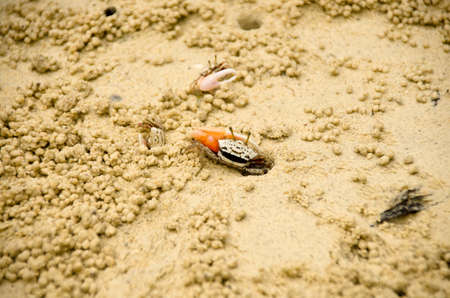 Fiddler crab is on tidal flat mangrove area, Thailand.の写真素材