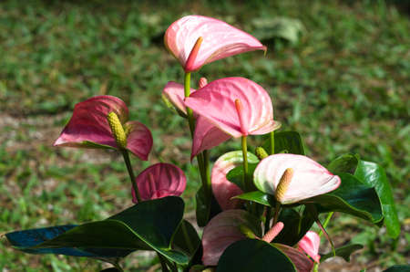 Anthurium spp flower on green leaves background.の写真素材