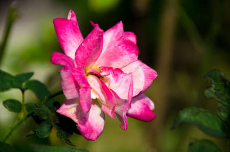 Soft focus beautiful rose with leave in background.Â with nature dark background, Thailandの写真素材