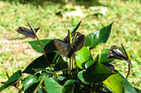 Anthurium spp flower on green leaves background.の写真素材