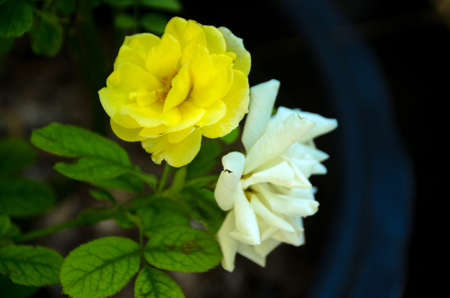 Soft focus beautiful rose with leave in background.Â with nature dark background, Thailandの写真素材