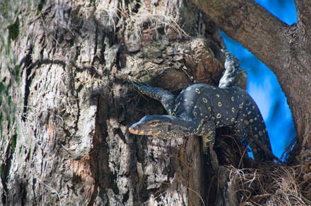 The Asian water monitor (Varanus salvator), also called common water monitor climbs the pine tree.の写真素材