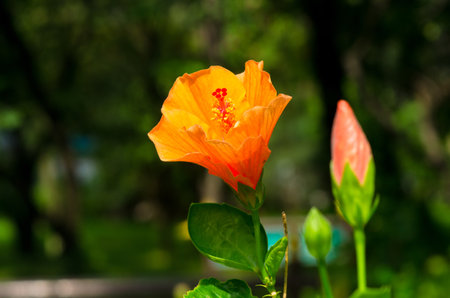Orange velvet hibiscus flower on nature dark background. In the tropical garden. Macro. Detailed.の写真素材