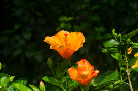 Orange velvet hibiscus flower on nature dark background. In the tropical garden. Macro. Detailed.の写真素材
