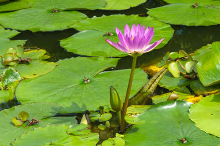 Beautiful blossom pink lotus flower ( water lily ) on the lotus pondの写真素材